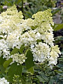 HYDRANGEA PANICULATA LITTLE LAMB