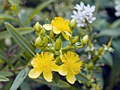 HYPERICUM GEMO