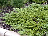 JUNIPERUS SABINA CALGARY CARPET