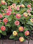 LANTANA LANDMARK PEACH SUNRISE