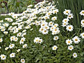 LEUCANTHEMUM SUPERBUM BECKY