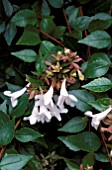 ABELIA EDWARD GOUCHER,  DECIDUOUS, SHRUB, CLOSE UP, WHITE, FLOWER, SUMMER