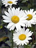 LEUCANTHEMUM SUPERBUM RYANS WHITE