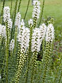 LIATRIS SPICATA ALBA