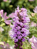 LIATRIS SPICATA FLORISTAN VIOLET