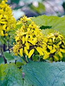 LIGULARIA LITTLE LANTERN