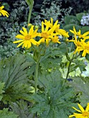 LIGULARIA PALMATILOBA