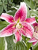 LILIUM BARBARESCO