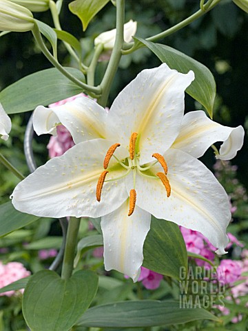 LILIUM_MONTREAL_LILY_MONTREAL