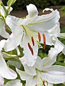 LILIUM ORIENTALE BELLE EPOQUE