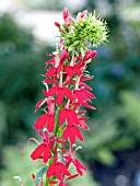 LOBELIA CARDINALIS