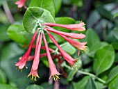 LONICERA SEMPERVIRENS ALABAMA CRIMSON