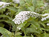 LYSIMACHIA CLETHROIDES