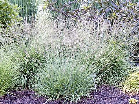 MOLINIA_CAERULEA_DAUERSTRAHL