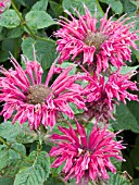 MONARDA DIDYMA RASPBERRY WINE