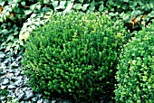 BUXUS,  GREEN GEM,  BOX