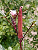 ABELMOSCHUS ESCULENTUS RED VELVET, (OKRA RED VELVET)