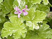 PELARGONIUM CAPITATUM SNOWFLAKE