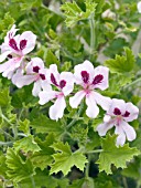 PELARGONIUM CRISPUM PRINCE OF ORANGE