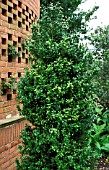 BUXUS SEMPERVIRENS,  DEE PINK,  COMMON BOX