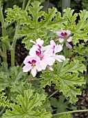 PELARGONIUM SCENTED COPTHORN