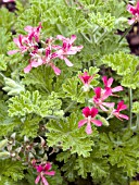 PELARGONIUM SCENTED FILBERT