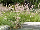 PENNISETUM RUEPPELIANUM