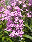 PHLOX CAROLINA MAGNIFICENCE