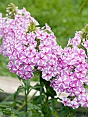 PHLOX MACULATA NATASCHA