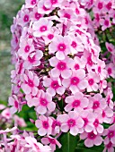 PHLOX PANICULATA BARCE