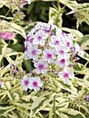 PHLOX PANICULATA CREME DE MENTHE