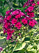 PHLOX PANICULATA GOLDMINE