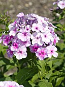 PHLOX PANICULATA JOHN FANICK