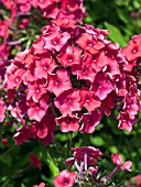 PHLOX PANICULATA MISS MARY