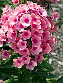 PHLOX PANICULATA PINK FLAME