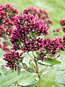 PHLOX PANICULATA RED FEELINGS