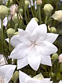 PLATYCODON GRANDIFLORUS WHITE DOUBLE