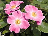 ROSA NEARLY WILD