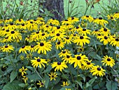 RUDBECKIA FULGIDA GOLDSTURM