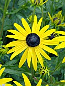 RUDBECKIA FULGIDA GOLDSTURM