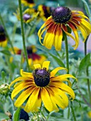 RUDBECKIA HIRTA HOT CHOCOLATE