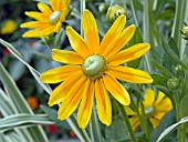 RUDBECKIA PRAIRIE SUN