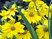 RUDBECKIA PRAIRIE SUN