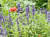 SALVIA FARINACEA VICTORIA BLUE