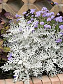 SENECIO CINERARIA DUSTY MILLER