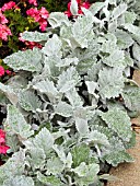 SENECIO CINERARIA CIRRUS