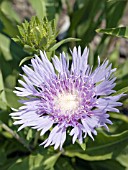 STOKESIA LAEVIS KLAUS JELITTO