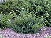 TAXUS CUSPIDATA EMERALD SPREADER