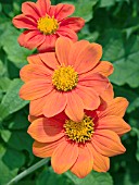 TITHONIA ROTUNDIFOLIA FIESTA DEL SOL