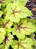 XHEUCHERELLA STOPLIGHT